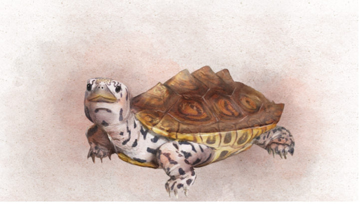 Diamondback Terrapin