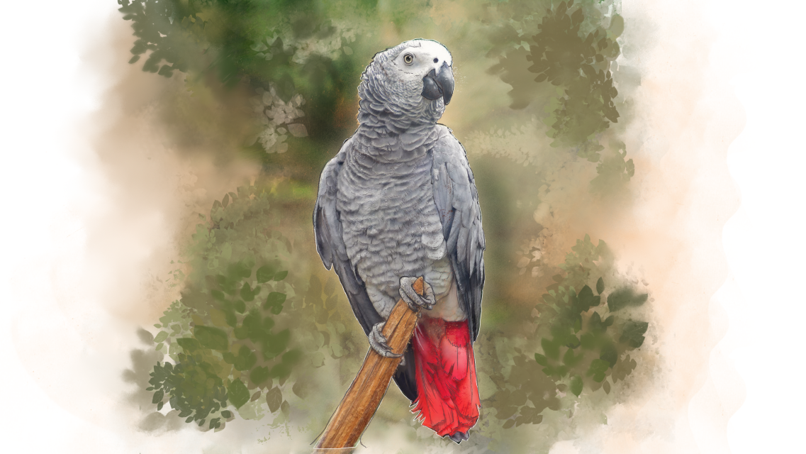 African grey parrot