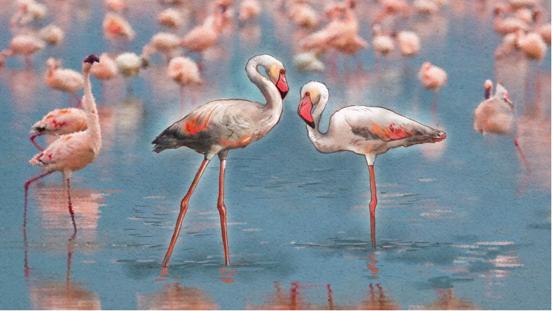 Greater Flamingo