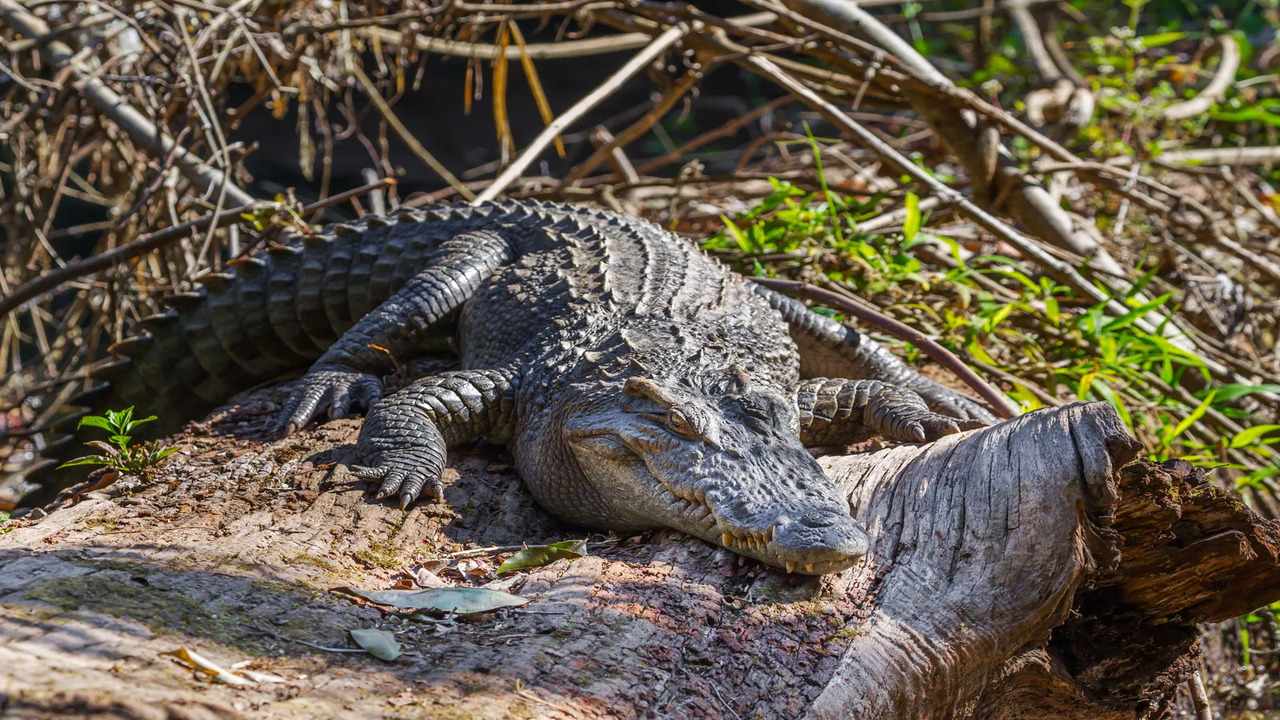 Siamese Crocodile