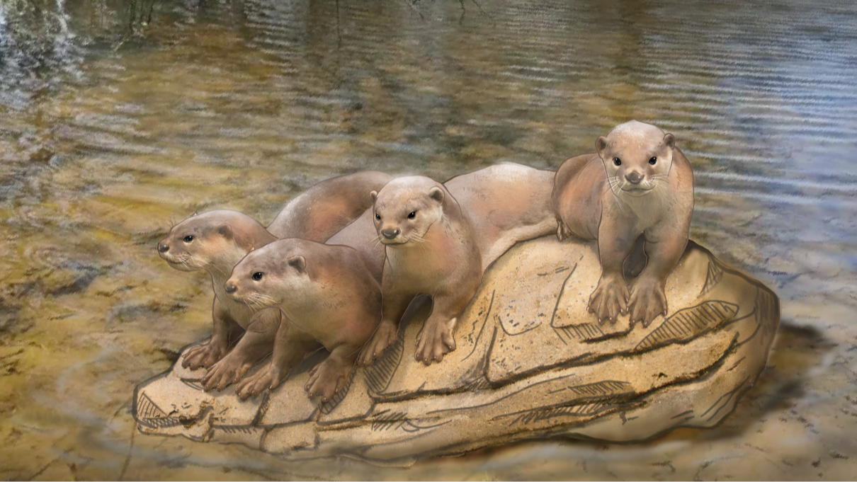 Smooth - coated Otter