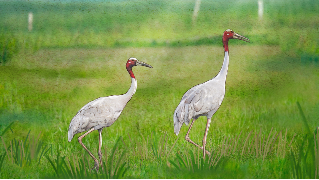 Eastern Sarus Crane