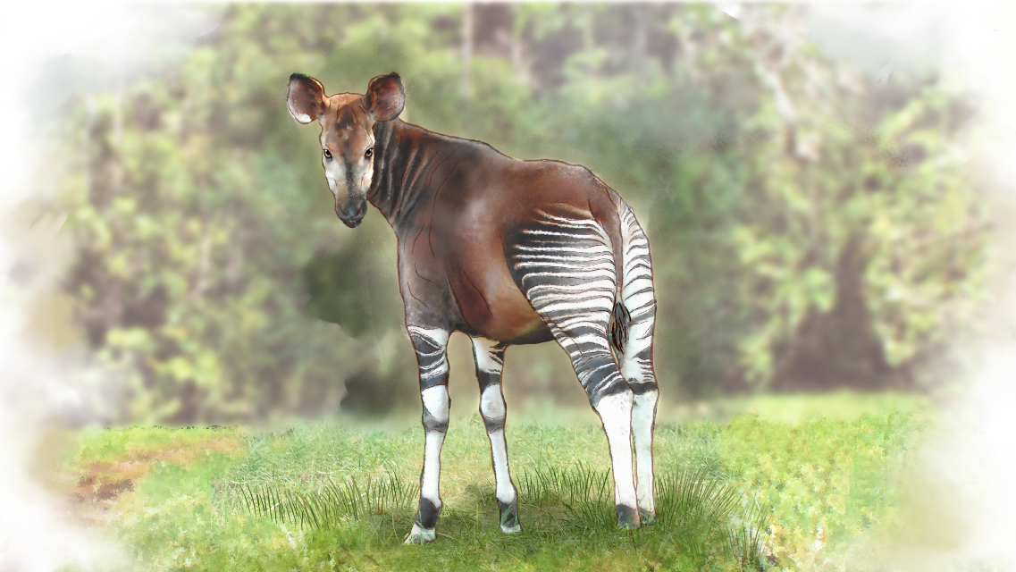 Okapi