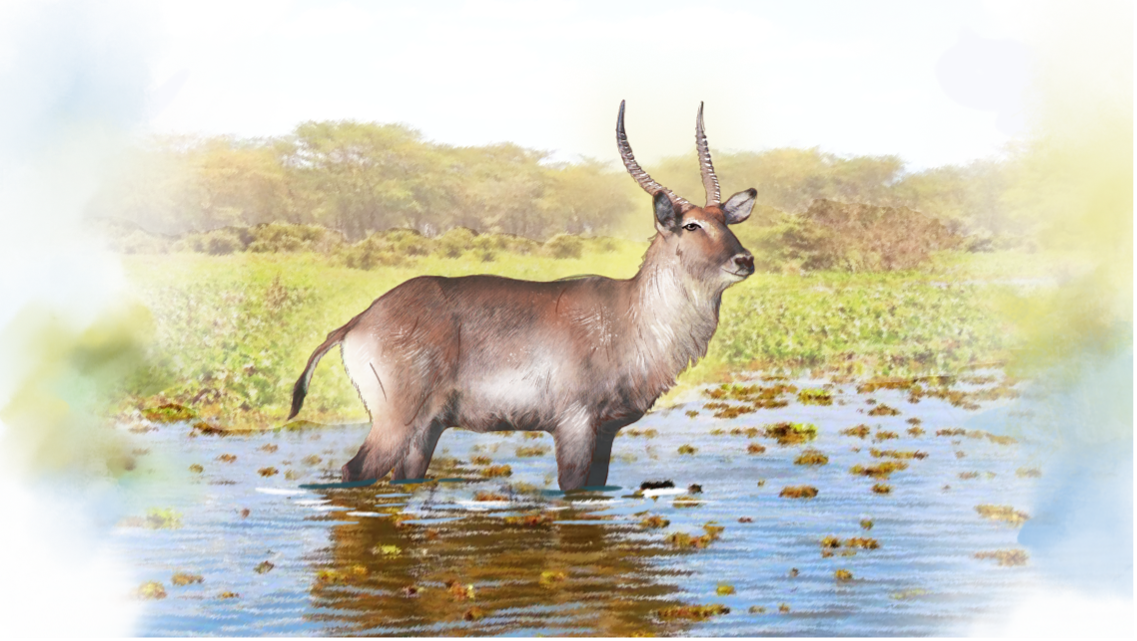 The Common Waterbuck