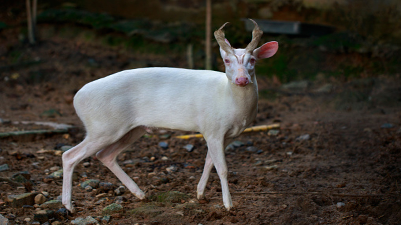Albino Barking Deer
