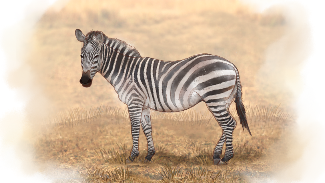 Grant's Zebra