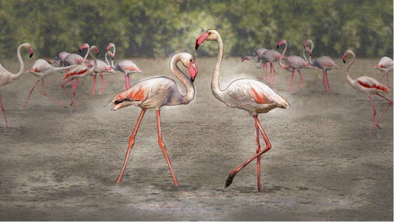 Lesser Flamingo
