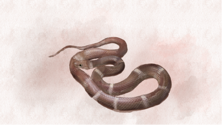 Common Wolf Snake