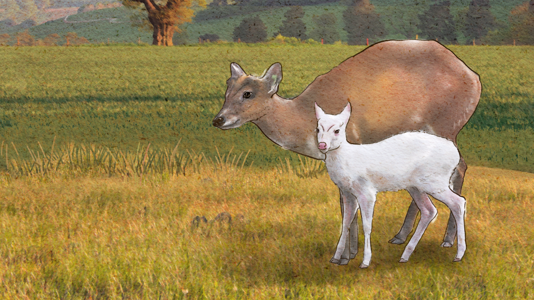 Copy of Albino Barking Deer