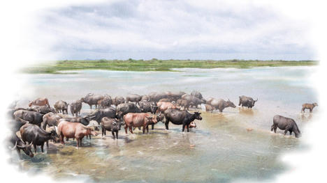 Siamese Buffalo, Water Buffalo