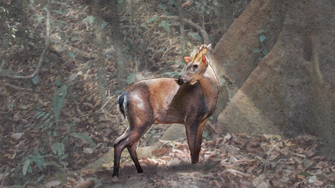 Fea's Muntjac