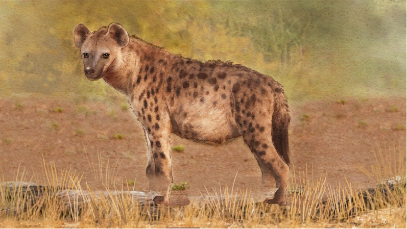 Spotted hyena