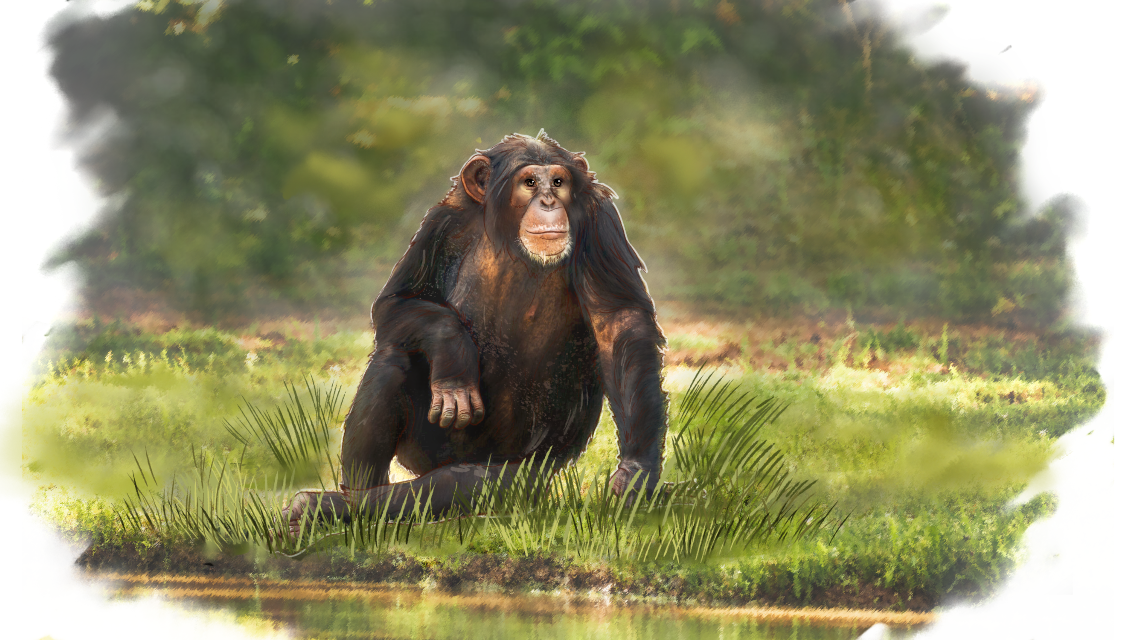 ชิมแพนซี