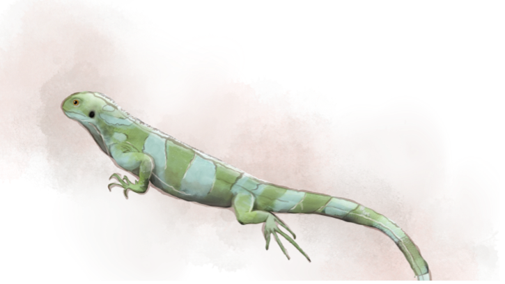 Fiji crested iguana