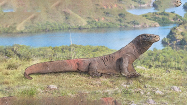 Komodo Dragon