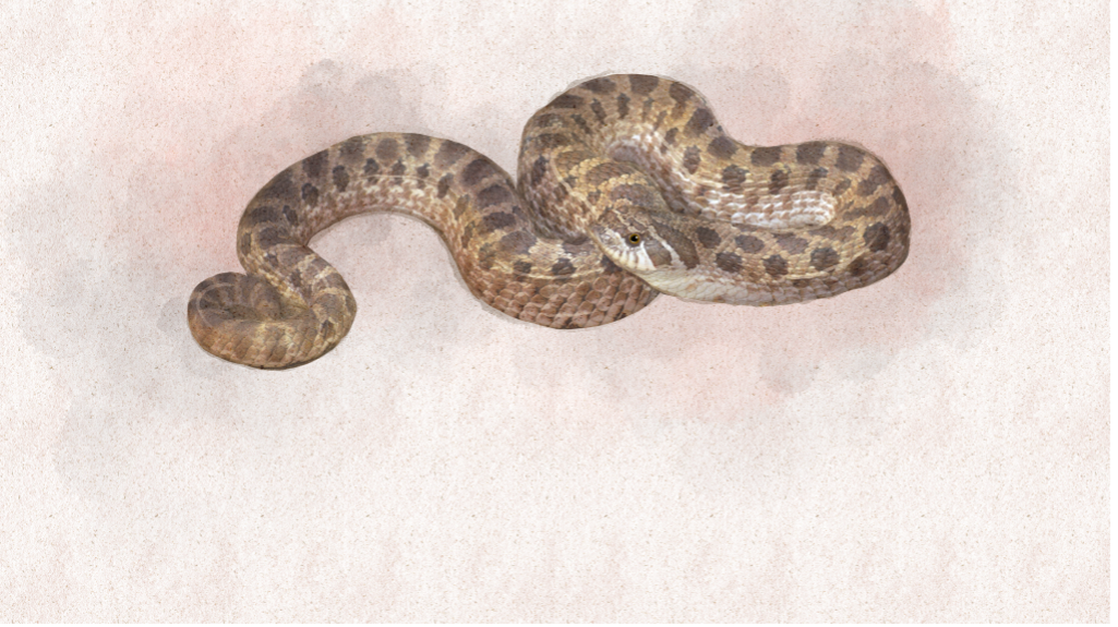 Western Hognose snake
