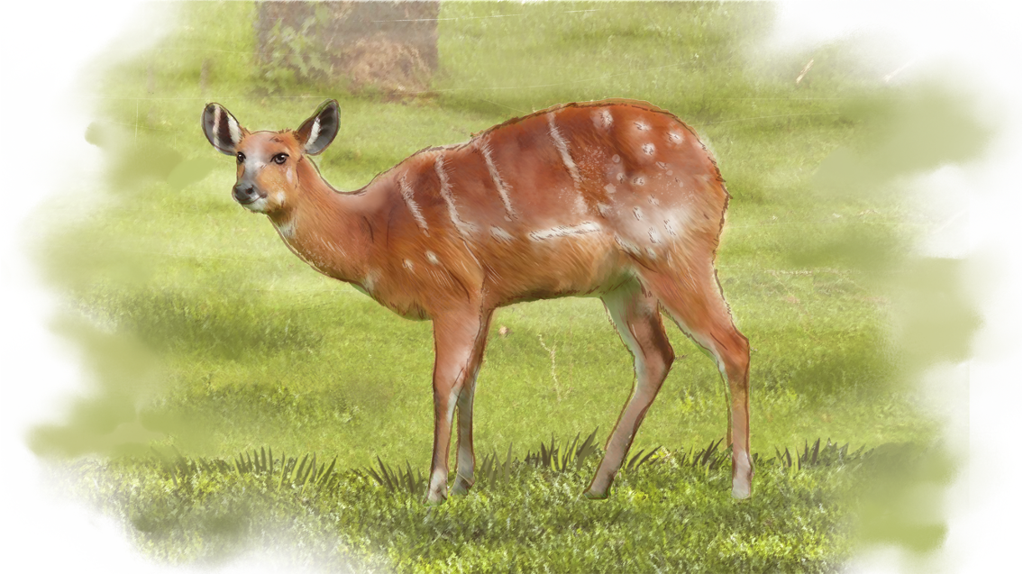 Sitatunga