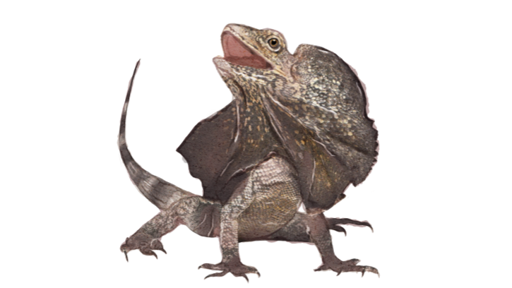frilled lizard