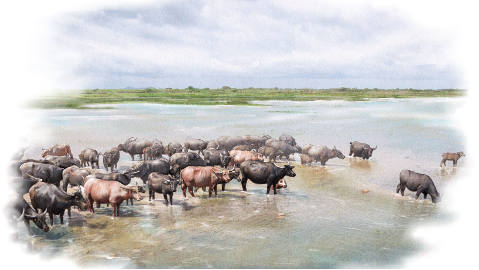 African Buffalo, Cape buffalo