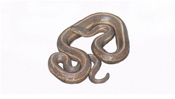 California Red-Sided Garter Snake