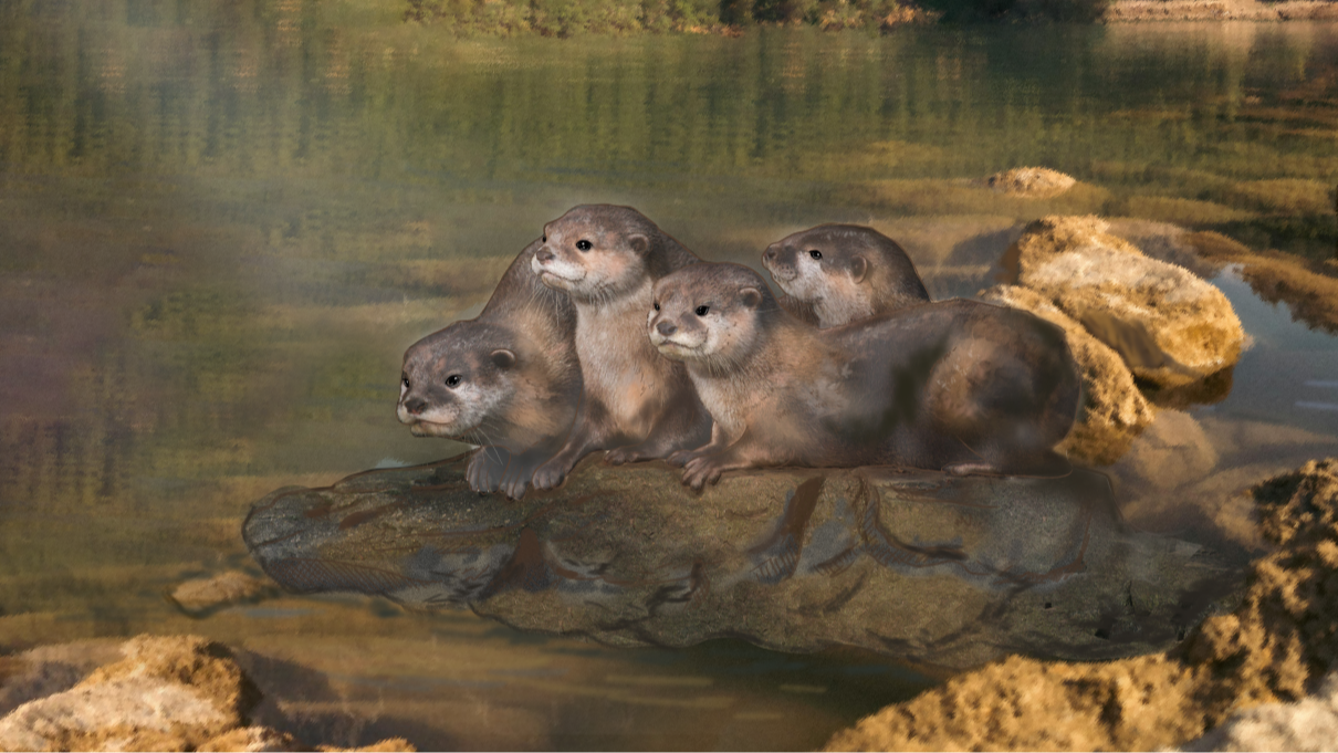 Asian Small-clawed Otter