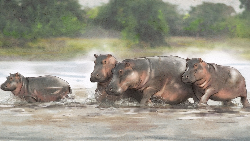 Hippopotamus