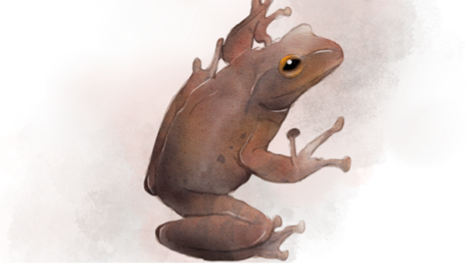 Java Whipping Frog