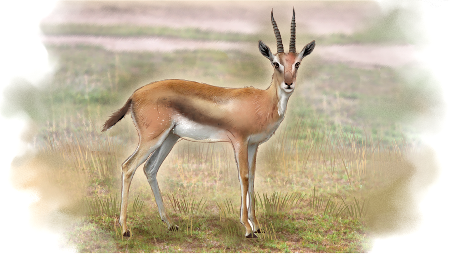 Thomson's gazelle